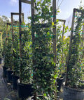 Jasmine Confederate Trellis (Trachelospermum Jasminoides) - Bird of ParadiseUSA - Large 3-4’