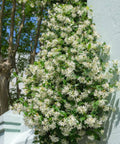 Jasmine Confederate Trellis (Trachelospermum Jasminoides) - Bird of ParadiseUSA - Medium 2-3’