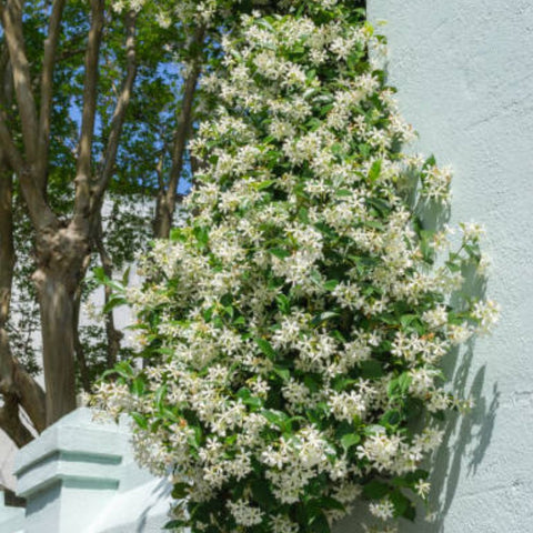 Jasmine Confederate Trellis (Trachelospermum Jasminoides) - Bird of ParadiseUSA - Medium 2-3’