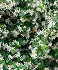 Jasmine Confederate Trellis (Trachelospermum Jasminoides) - Bird of ParadiseUSA - Medium 2-3’