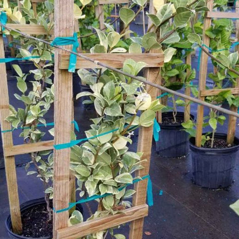 Jasmine Confederate Variegated (Trachelospermum Jasminoides 'Variegatum') - Bird of ParadiseUSA - 3 Gallon