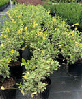 Jasmine Confederate Variegated (Trachelospermum Jasminoides 'Variegatum') - Bird of ParadiseUSA - 3 Gallon
