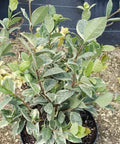 Jasmine Confederate Variegated (Trachelospermum Jasminoides 'Variegatum') - Bird of ParadiseUSA - 3 Gallon