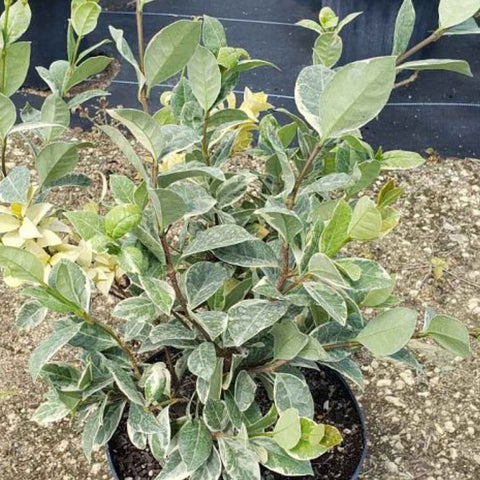 Jasmine Confederate Variegated (Trachelospermum Jasminoides 'Variegatum') - Bird of ParadiseUSA - 3 Gallon