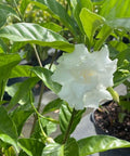 Jasmine Crape / Flore Pleno (Tabemaemontana Divaricata) - Bird of ParadiseUSA - Medium