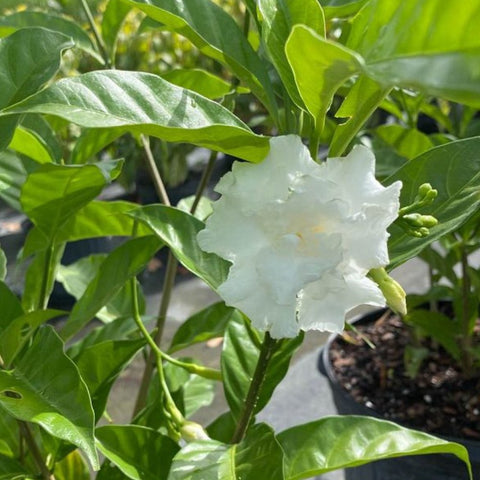 Jasmine Crape / Flore Pleno (Tabemaemontana Divaricata) - Bird of ParadiseUSA - Medium