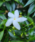 Jasmine Downy (Rhynchospermum Jasminoides) - Bird of ParadiseUSA - 2-3.5 feet
