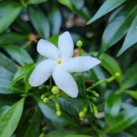 Jasmine Downy (Rhynchospermum Jasminoides) - Bird of ParadiseUSA - 2-3.5 feet