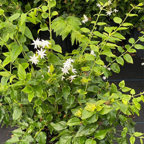 Jasmine Downy (Rhynchospermum Jasminoides) - Bird of ParadiseUSA - 2-3.5 feet
