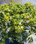 Jasmine Downy (Rhynchospermum Jasminoides) - Bird of ParadiseUSA - 2-3.5 feet