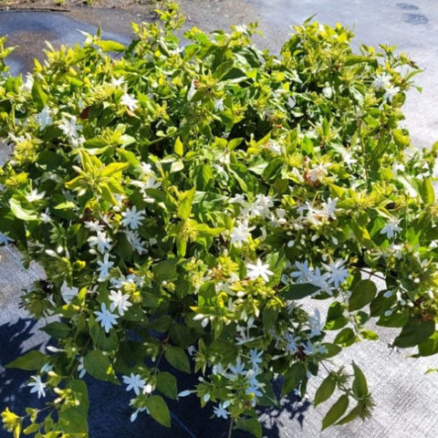 Jasmine Downy (Rhynchospermum Jasminoides) - Bird of ParadiseUSA - 2-3.5 feet