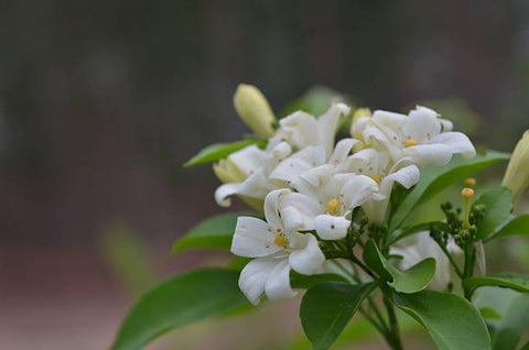 Jasmine Minima Green (Trachelospermum asiaticum) - Bird of ParadiseUSA - Small 10-12"