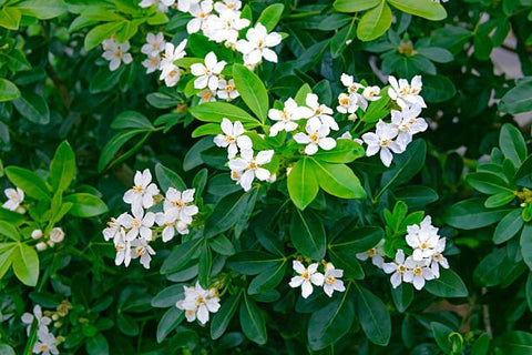 Jasmine Minima Green (Trachelospermum asiaticum) - Bird of ParadiseUSA - Small 10-12"
