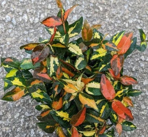 Jasmine Minima Summer Sunset / Variegated (Trachelospermum Asiaticum) - Bird of ParadiseUSA - Small 10-12"