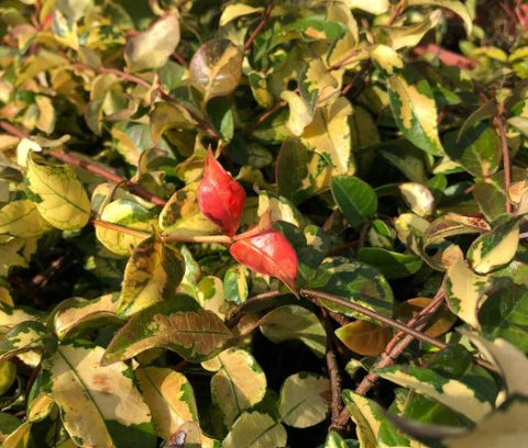 Jasmine Minima Summer Sunset / Variegated (Trachelospermum Asiaticum) - Bird of ParadiseUSA - Small 10-12"