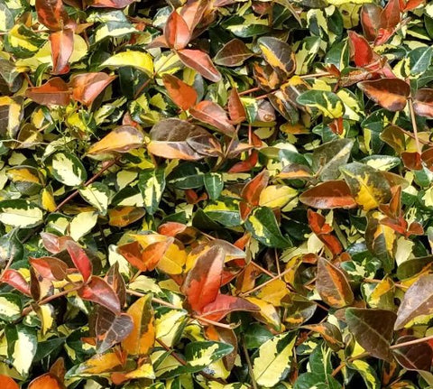 Jasmine Minima Summer Sunset / Variegated (Trachelospermum Asiaticum) - Bird of ParadiseUSA - Small 10-12"