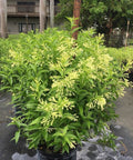 Jasmine Night Blooming (Cestrum Nocturnum) - Bird of ParadiseUSA - 2-3ft