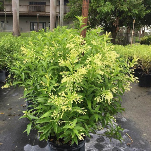 Jasmine Night Blooming (Cestrum Nocturnum) - Bird of ParadiseUSA - 2-3ft