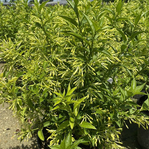 Jasmine Night Blooming (Cestrum Nocturnum) - Bird of ParadiseUSA - 2-3ft