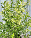 Jasmine Night Blooming (Cestrum Nocturnum) - Bird of ParadiseUSA - 3-5ft
