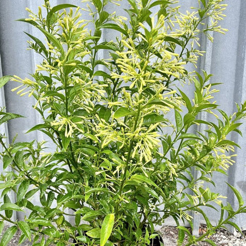 Jasmine Night Blooming (Cestrum Nocturnum) - Bird of ParadiseUSA - 3-5ft