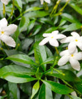 Jasmine Pinwheel (Tabemaemontana Divaricata) - Bird of ParadiseUSA - Large