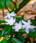 Jasmine Pinwheel (Tabemaemontana Divaricata) - Bird of ParadiseUSA - Medium