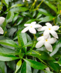 Jasmine Pinwheel (Tabemaemontana Divaricata) - Bird of ParadiseUSA - Medium
