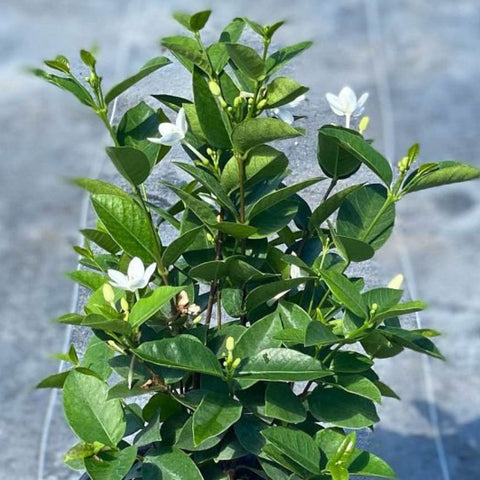 Jasmine Sambac (Jasminum sambac) - Bird of ParadiseUSA - Medium 1-2'