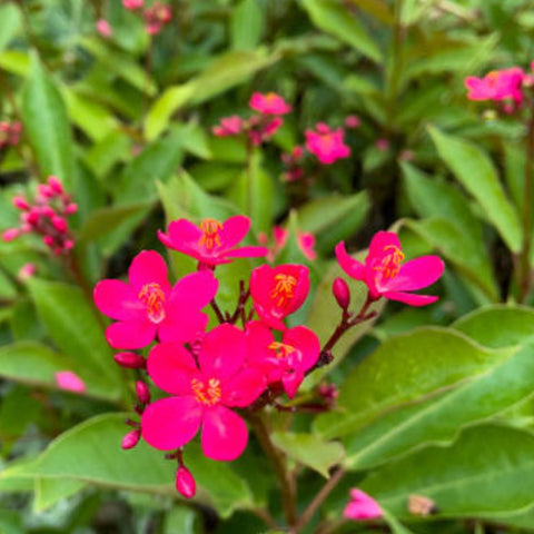 Jatropha (Nettlespurges) - Bird of ParadiseUSA - 3 Gallon