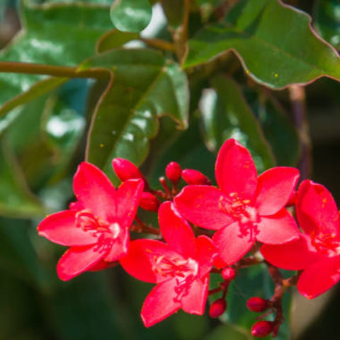 Jatropha (Nettlespurges) - Bird of ParadiseUSA - 3 Gallon