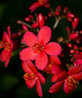 Jatropha (Nettlespurges) - Bird of ParadiseUSA - 3 Gallon