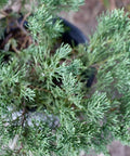 Juniper Parsonii (Juniperus Chinensis 'Parsonii') - Bird of ParadiseUSA - Medium