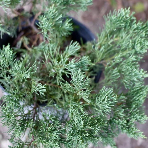 Juniper Parsonii (Juniperus Chinensis 'Parsonii') - Bird of ParadiseUSA - Medium