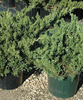 Juniper Parsonii (Juniperus Chinensis 'Parsonii') - Bird of ParadiseUSA - Medium