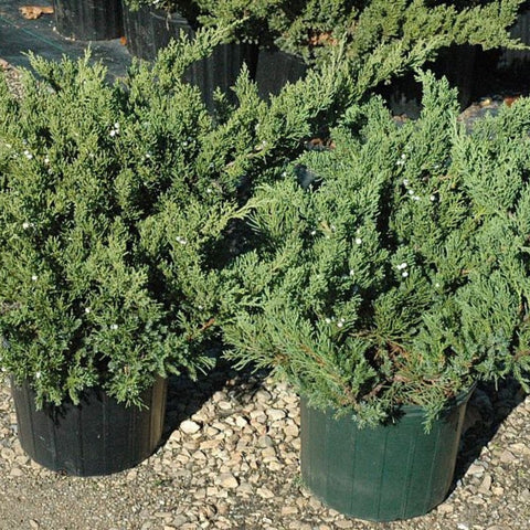Juniper Parsonii (Juniperus Chinensis 'Parsonii') - Bird of ParadiseUSA - Medium