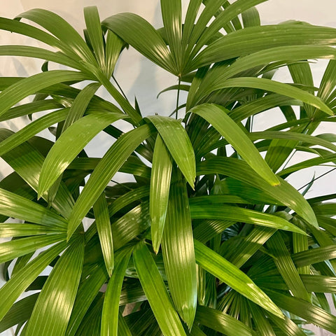 buy lady palm plant Lady Palm for Sale