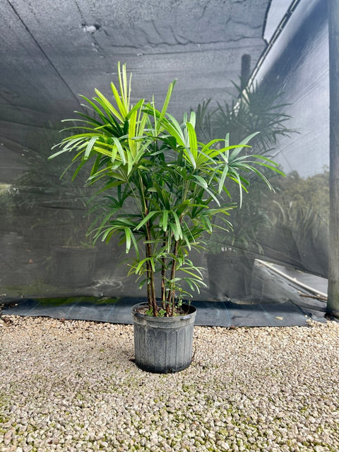 lady palm plant benefits Lady Palm (Rhapis Excelsa)