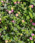 Lantana Confetii (Lantana camara) - PlantologyUSA - Medium