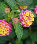 Lantana Confetii (Lantana camara) - PlantologyUSA - Medium