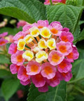 Lantana Confetii (Lantana camara) - PlantologyUSA - Medium