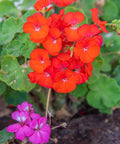 Lantana Dallas Red (Lantana camara) - Bird of ParadiseUSA - Medium