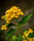 Lantana Gold (Lantana camara) - PlantologyUSA - Medium
