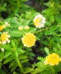 Lantana Lemon Drop "Pale Yellow" (Lantana camara) - Bird of ParadiseUSA - Medium