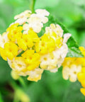 Lantana Lemon Drop "Pale Yellow" (Lantana camara) - Bird of ParadiseUSA - Medium