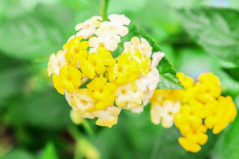 Lantana Lemon Drop "Pale Yellow" (Lantana camara) - Bird of ParadiseUSA - Medium