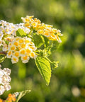 Lantana Lemon Drop "Pale Yellow" (Lantana camara) - Bird of ParadiseUSA - Medium