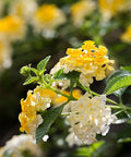 Lantana Lemon Drop "Pale Yellow" (Lantana camara) - Bird of ParadiseUSA - Medium