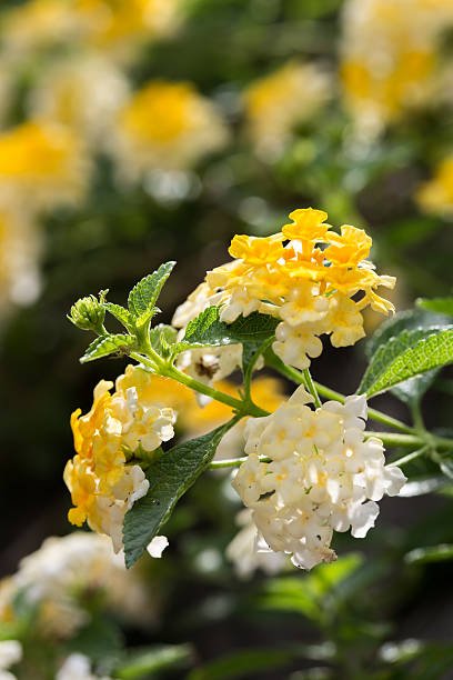 Lantana Lemon Drop "Pale Yellow" (Lantana camara) - Bird of ParadiseUSA - Medium