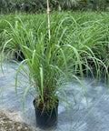 Lemon Grass (Cymbopogon) - Bird of ParadiseUSA - 3 Gallon